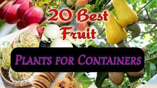 20 BEST FRUIT PLANTS YOU CAN GROW IN CONTAINERS or in GARDEN