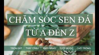 Hướng dẫn chăm sóc sen đá từ A đến Z khi mới mua về  www.vuonsenda.vn