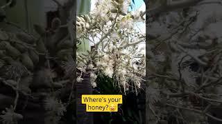 Honey Bees on Palm Tree