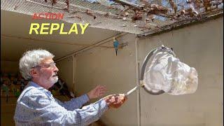 How to catch a birdbudgie in an aviary with a net without harm to bird or you. Parakeet finch etc