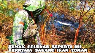 sniperfish pemaser ikan harus jeli spoot  kalo ingin dapat ikan ini ...#mancing #fishing