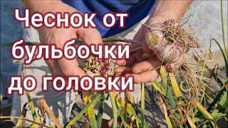 Чеснок от бульбочки до головки