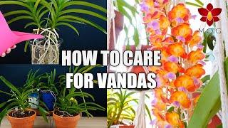 How to Care for Vanda Orchids in Your Home - Orchid Care for Beginners