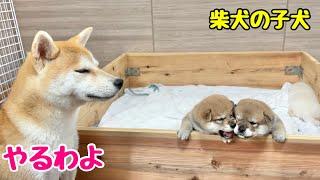 【柴犬 子犬】最初の社会化期が始まり母犬に教育される子犬