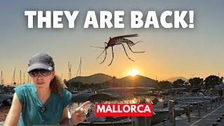 Mosquitos in Mallorca in 2024 - Be Warned