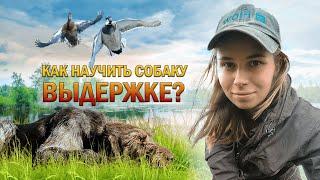 Как научить охотничью собаку выдержке  How to teach a hunting dog endurance