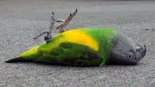 Funnniest Parrots compilation - Animaux drôles 2018