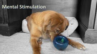 Mental Stimulation for Dogs - Toller Edition - Puzzle Ball