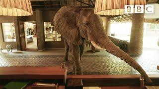 Magical hotel where WILD ELEPHANTS walk straight through reception  - BBC