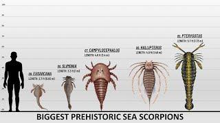 The 9 Largest Sea Scorpions Ever