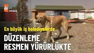 Sokak köpeği düzenlemesi yasalaştı - atv Ana Haber 2 Ağustos 2024