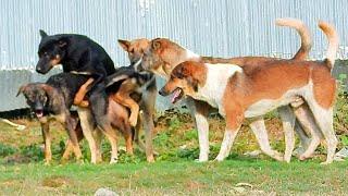 Happy Time Dogs meeting at countryside  Antonino Pheak