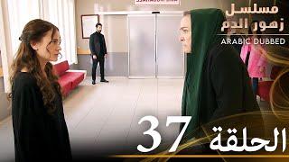 الحلقة 37  مسلسل زهور الدم  مدبلج بالعربية  Kan Çiçekleri