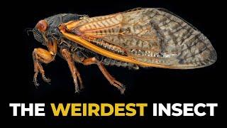 The Insane Biology of The Cicada