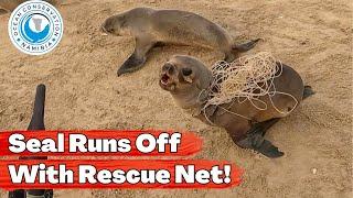 Seal Runs Off With Rescue Net