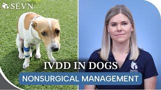 Nonsurgical Management of IVDD  Is Your Dog a Candidate?