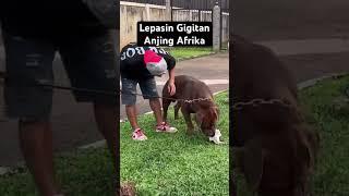 Lepasin Gigitan Anjing Afrika