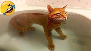 Funniest Cats - Best Of The 2022 Funny Cat Videos  - Funny Cats HD