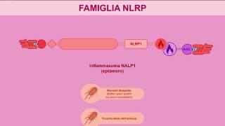 NOD e altri recettori citoplasmatici dellinfiammazione