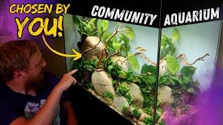 How to setup a tropical fish community aquarium Help me decide the next fish