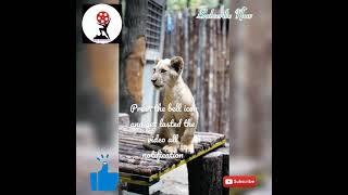 Animals kids video presented VIRAL ENTERTAINT YouTube Channel