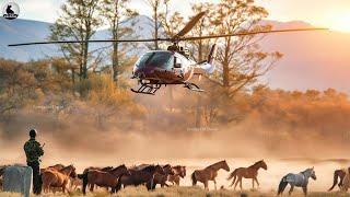 ¿Cómo Utiliza Estados Unidos Los Helicópteros Para Cazar Caballos Salvajes?