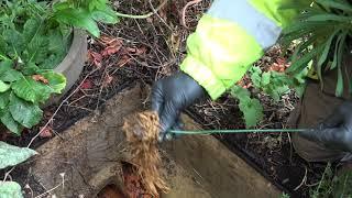 Unblock and remove roots from your blocked drains  sewer for free using this easy method