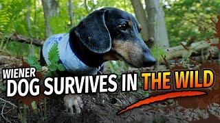 Wiener Dogs Wilderness Survival Show - with Oakley Dokily the Dachshund