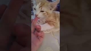 finger sucking kitten