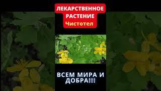 ЛЕКАРСТВЕННОЕ РАСТЕНИЕ ЧИСТОТЕЛ #Shorts