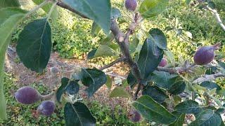 Яблуня та груша  захист від шкідників та хвороб