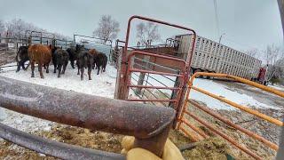 Dad sells 164000lbs of Beef