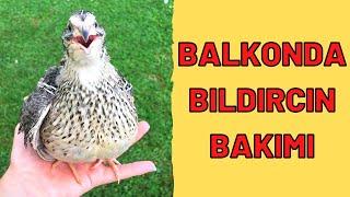 Balkonda Bıldırcın Bakılırmı - Evde Bıldırcın Beslemek - Evde Bıldırcın Bakımı - quail