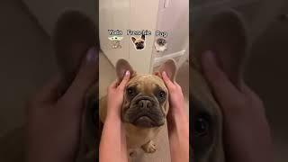 Yoda Frenchie or Pug ? Puppy transformation #shorts