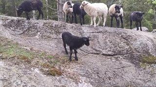 Lamb and sheep grazing in the forest  eat at the feeding place ++ Slow tv background dogtv