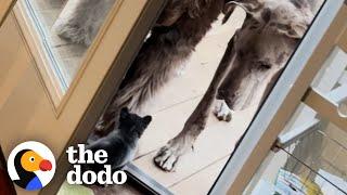 Tiny Chihuahua Scares Giant Great Dane  The Dodo