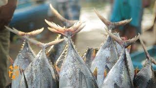 Negombo Fish Market  Sri Lanka Discoveries  World Nomads