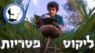 ליקוט פטריות - מטיילים בארץ