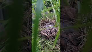 Baby cardinals in the nest