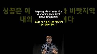 인도네시아어 한문장 064 Singkong adalah nama lokal di kawasan jawa Barat untuk tanaman ini