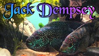 majestic Jack Dempsey facts  breeding behavior