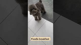 Anjing poodle breakfast rame2#anjinglucu #anjingpoodle