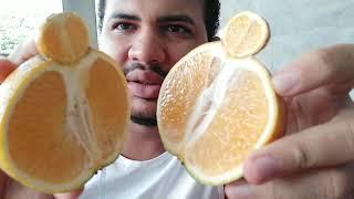 Laranja de Umbigo essa você nunca viu