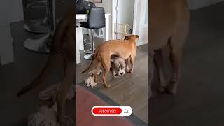 CUTE AMERICAN BULLY WALKS UNDER PITBULL #cute #dog #shorts