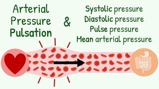 Systolic-Diastolic Pressure Pulse Pressure Mean Arterial Pressure & Transmission of Pressure Pulse