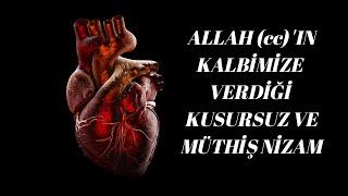 KALPİN MUCİZEVİ YARATILIŞIHEART