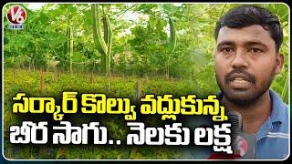 Farmer Getting Huge  Profits By Ridge gourd   బీరకాయ  Farming  Jagtial  V6 News