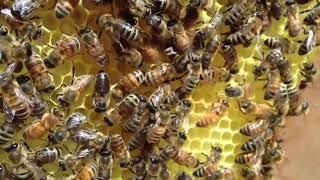 пасека о чем говарит пчела танец  пчелы honeybee dance