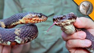 Cottonmouth vs Water Snake