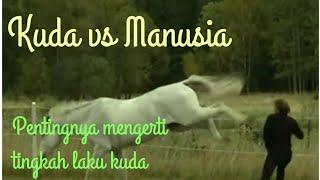 Kuda vs Manusia _ Pentingnya mengerti Kuda